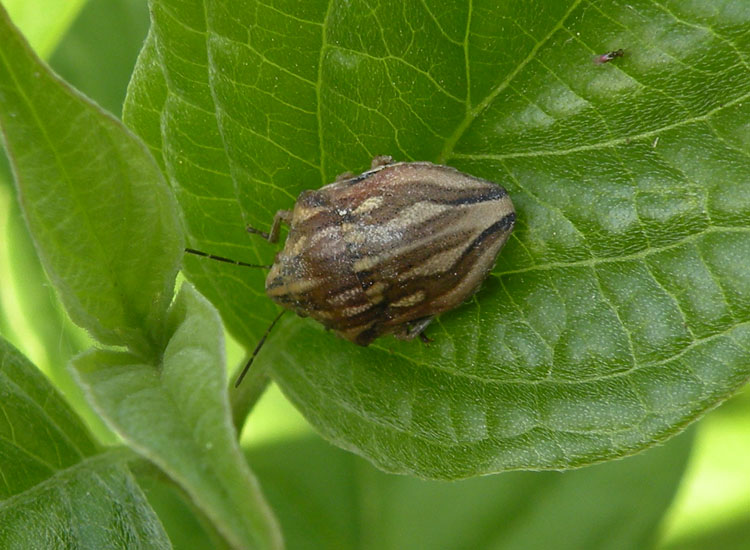Pentatomidae: Odontotarsus purpureolineatus dell''Emilia